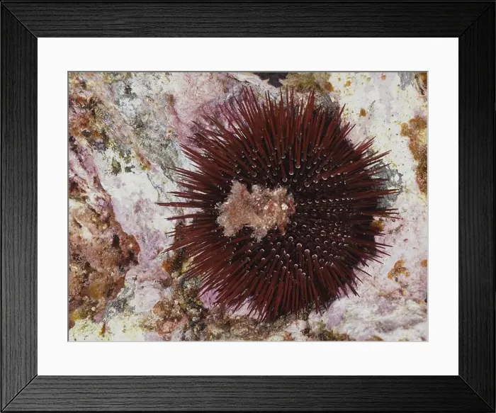 Framed Print : Stone urchin (Paracentrotus lividus) with purple spines on seabed Framed Print : Stone urchin (Paracentrotus lividus) with purple spines on seabed