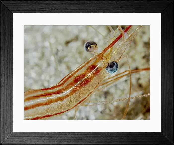 Framed Print : Close-up of a striped red-brown shrimp with striking eyes and fine details