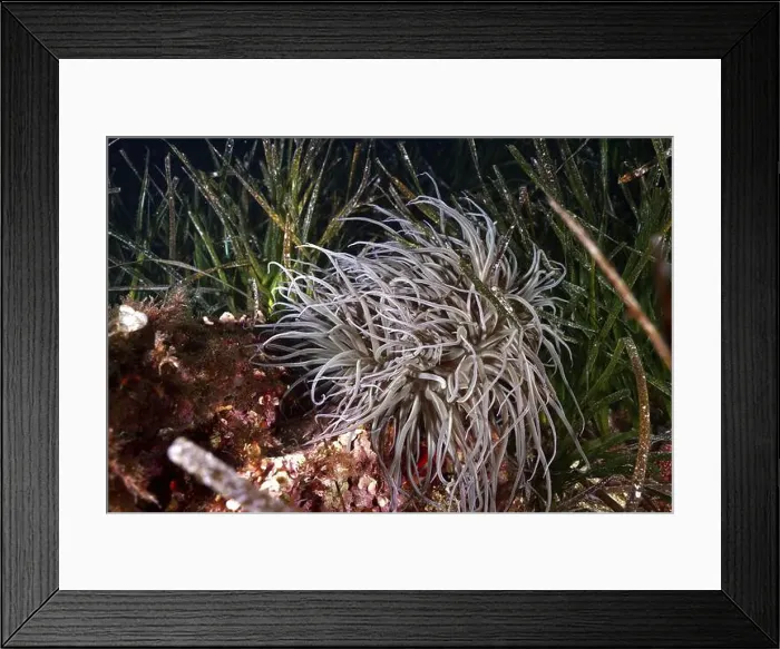 Framed Print : Bright anemone, wax rose (Anemonia sulcata) Framed Print : Bright anemone, wax rose (Anemonia sulcata)