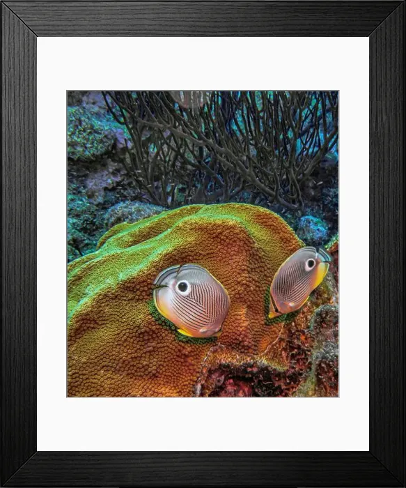 Framed Print : foureye butterflyfish, Chaetodon capistratus is a butterflyfish, family Chaetodontidae Framed Print : foureye butterflyfish, Chaetodon capistratus is a butterflyfish, family Chaetodontidae