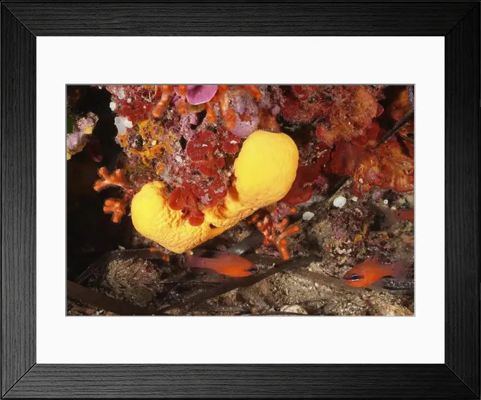 Framed Print : Agelas oroides (Agelas oroides) with bright colours and fish in the reef Framed Print : Agelas oroides (Agelas oroides) with bright colours and fish in the reef