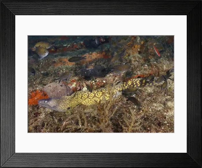 Framed Print : A Mediterranean moray eel (Muraena helena) moves between parts of the wreck and small fish swimming past