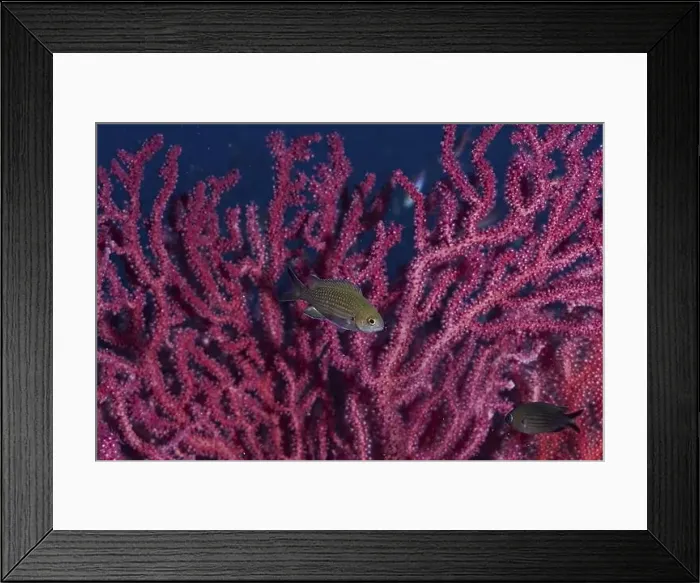 Framed Print : Monkfish (Chromis chromis) swimming in front of pink Violescent sea-whip (Paramuricea clavata) Framed Print : Monkfish (Chromis chromis) swimming in front of pink Violescent sea-whip (Paramuricea clavata)