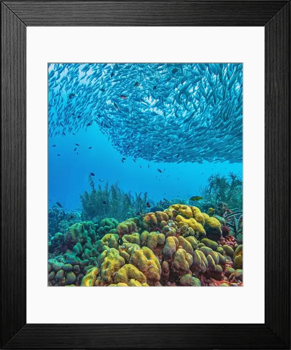 Framed Print : Caribbean coral reef off coast of Bonaire with Baitball at Bachelors Paradise Framed Print : Caribbean coral reef off coast of Bonaire with Baitball at Bachelors Paradise