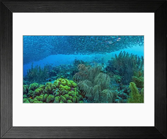 Framed Print : Caribbean coral reef off coast of Bonaire with Baitball at Bachelors Paradise Framed Print : Caribbean coral reef off coast of Bonaire with Baitball at Bachelors Paradise