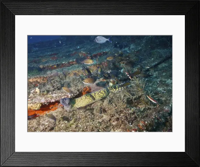 Framed Print : A Mediterranean moray eel (Muraena helena) and various fish in clear waters Framed Print : A Mediterranean moray eel (Muraena helena) and various fish in clear waters