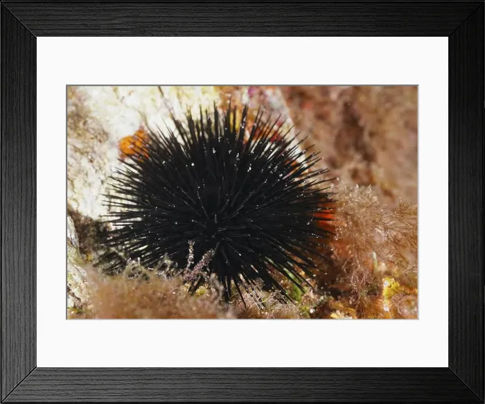 Framed Print : Arbacia lixula (Arbacia lixula) with long spines on rocky seabed