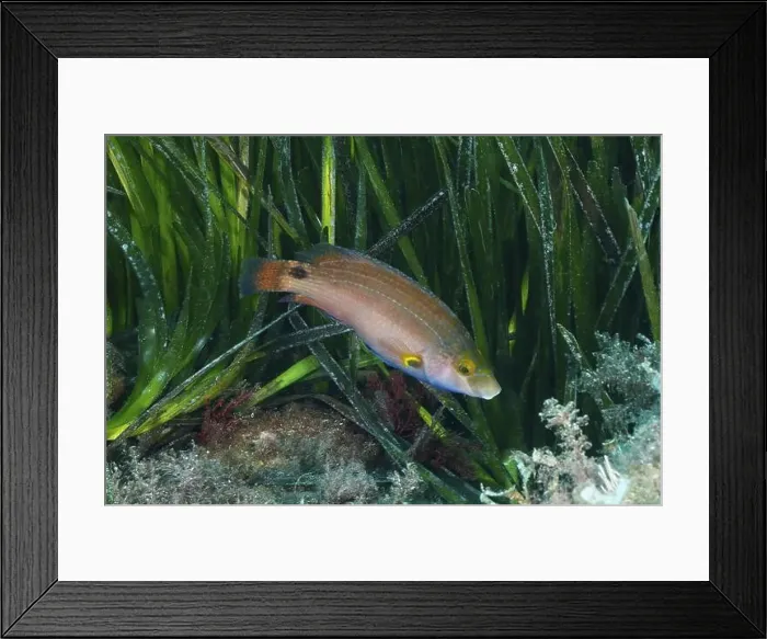 Framed Print : A colourful fish, Mediterranean wrasse (Symphodus mediterraneus) Framed Print : A colourful fish, Mediterranean wrasse (Symphodus mediterraneus)