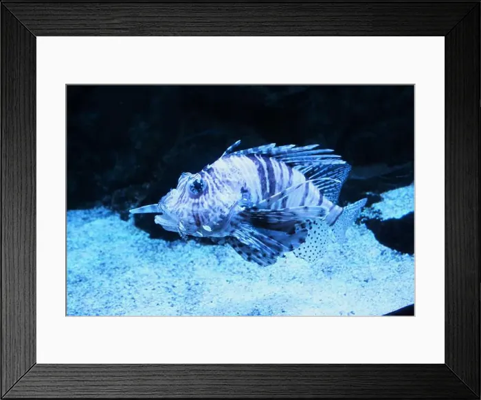 Framed Print : Pterois volitans close-up in aquarium on black blue background Framed Print : Pterois volitans close-up in aquarium on black blue background