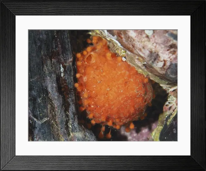 Framed Print : A bright orange sea orange (Tethya aurantium) in an underwater hiding place Framed Print : A bright orange sea orange (Tethya aurantium) in an underwater hiding place