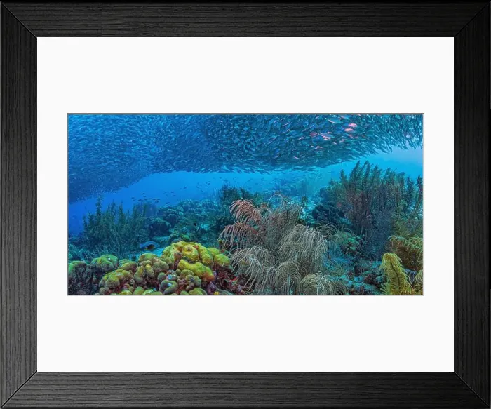 Framed Print : Caribbean coral reef off coast of Bonaire with Baitball at Bachelors Paradise Framed Print : Caribbean coral reef off coast of Bonaire with Baitball at Bachelors Paradise