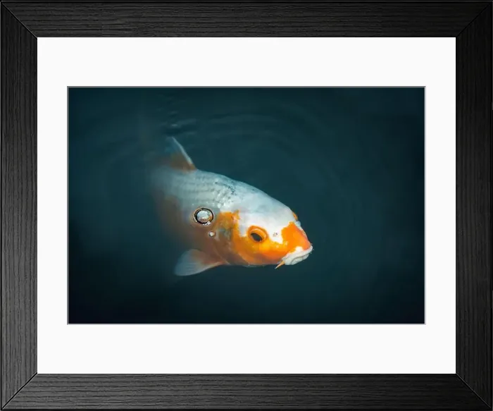 Framed Print : Orange and white koi fish swims gracefully in dark water Framed Print : Orange and white koi fish swims gracefully in dark water