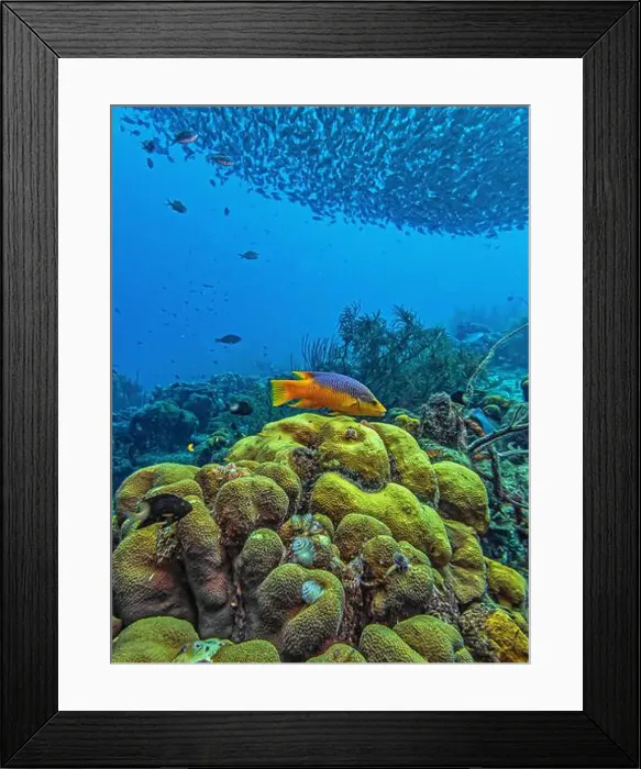 Framed Print : Caribbean coral reef off coast of Bonaire with Baitball at Bachelors Paradise Framed Print : Caribbean coral reef off coast of Bonaire with Baitball at Bachelors Paradise