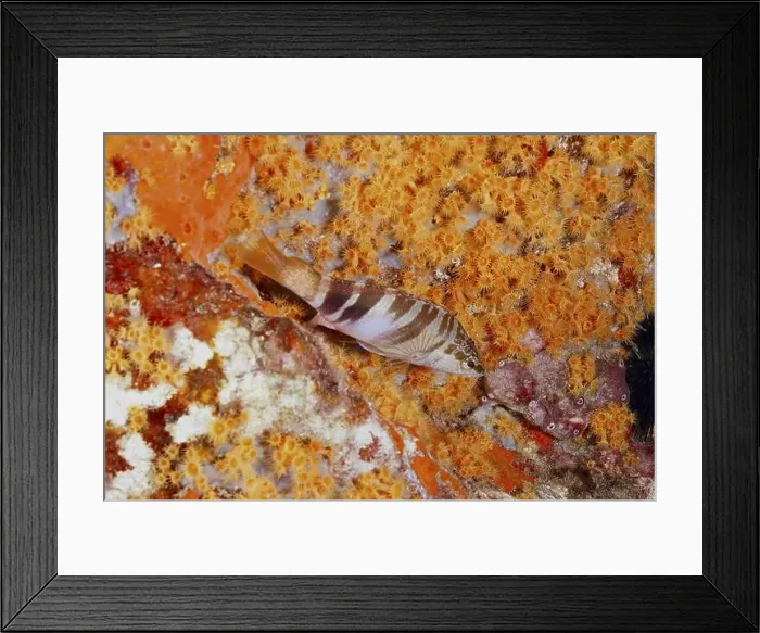 Framed Print : Sea bass (Serranus scriba) swimming in front of a wall of Yellow cluster anemones (Parazoanthus axinellae) Framed Print : Sea bass (Serranus scriba) swimming in front of a wall of Yellow cluster anemones (Parazoanthus axinellae)