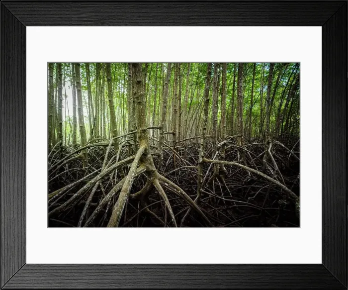 Framed Print : Network of tangled mangrove roots in green swamp forest Framed Print : Network of tangled mangrove roots in green swamp forest