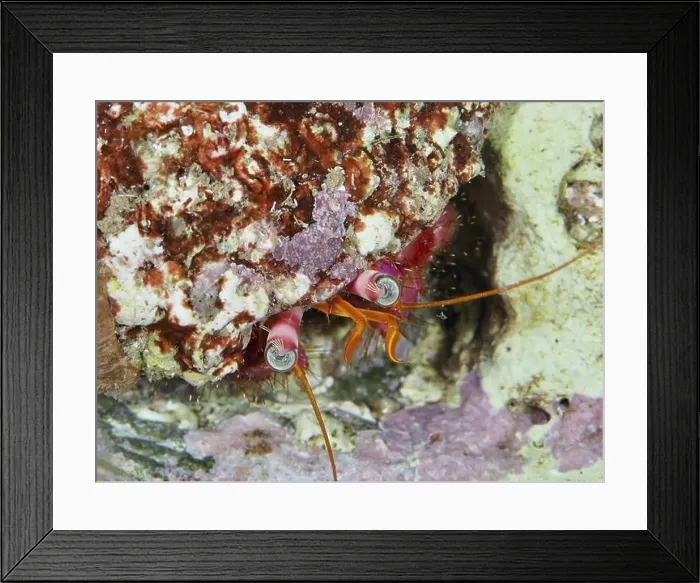Framed Print : Close-up of a large red hermit crab (Dardanus Calidus) looking out of its shell in the Mediterranean Sea near Hyeres Framed Print : Close-up of a large red hermit crab (Dardanus Calidus) looking out of its shell in the Mediterranean Sea near Hyeres