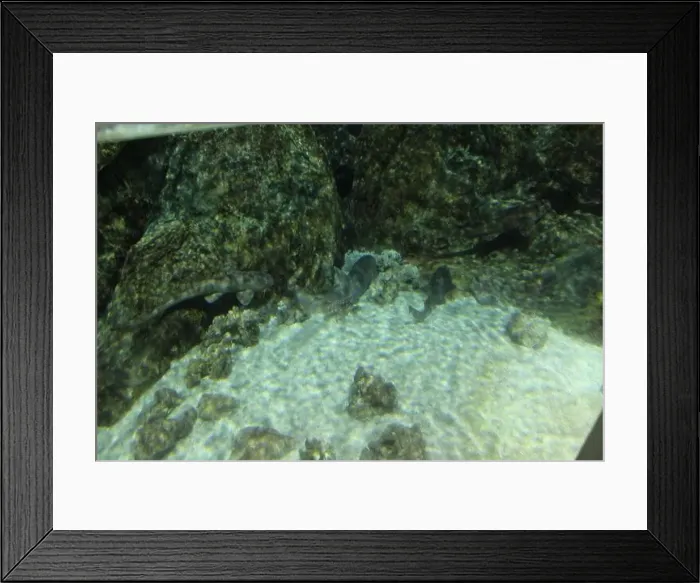 Framed Print : Chiloscyllium punctatum swimming against the background of sandwater in an aquarium. Predatory fish Framed Print : Chiloscyllium punctatum swimming against the background of sandwater in an aquarium. Predatory fish
