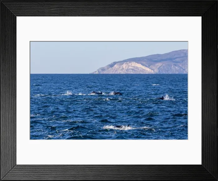 Framed Print : Playful dolphins swimming in the ocean near the Channel Islands, Oxnard, California Framed Print : Playful dolphins swimming in the ocean near the Channel Islands, Oxnard, California