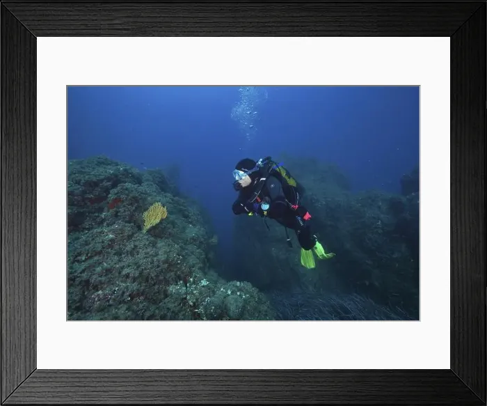 Framed Print : Diver with equipment looking at a solitary yellow gorgonian (Eunicella cavolinii) Framed Print : Diver with equipment looking at a solitary yellow gorgonian (Eunicella cavolinii)
