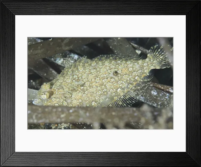 Framed Print : A well camouflaged flounder, eyespot dwarf turbot (Zeugopterus regius) Framed Print : A well camouflaged flounder, eyespot dwarf turbot (Zeugopterus regius)