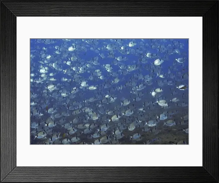 Framed Print : A large shoal of silver two-banded seabream (Diplodus vulgaris) swimming in the blue sea Framed Print : A large shoal of silver two-banded seabream (Diplodus vulgaris) swimming in the blue sea
