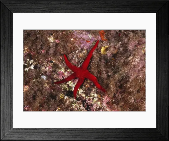 Framed Print : Orange starfish (Hacelia attenuata) lies on a reef surrounded by colourful rocks Framed Print : Orange starfish (Hacelia attenuata) lies on a reef surrounded by colourful rocks