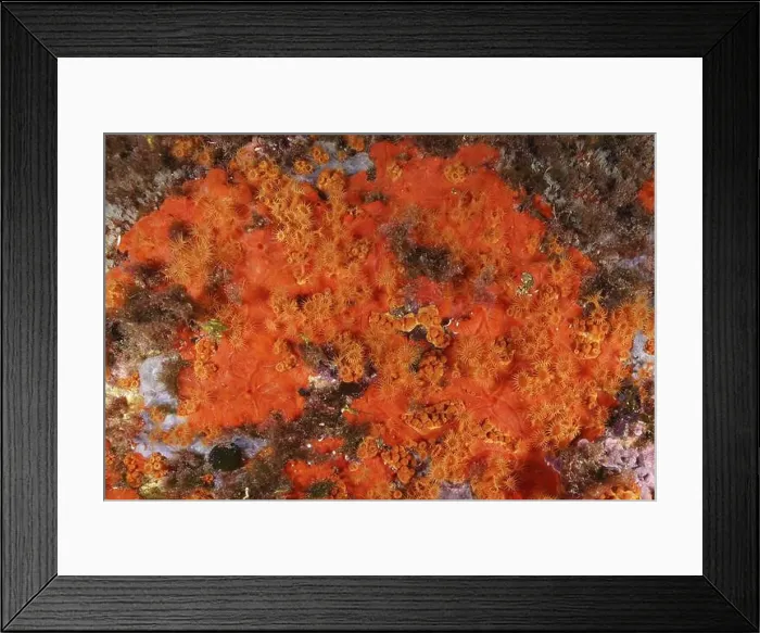Framed Print : Close-up of bright orange Orange upholstery sponge (Reniera fulva) and Yellow cluster anemone (Parazoanthus axinellae) Framed Print : Close-up of bright orange Orange upholstery sponge (Reniera fulva) and Yellow cluster anemone (Parazoanthus axinellae)