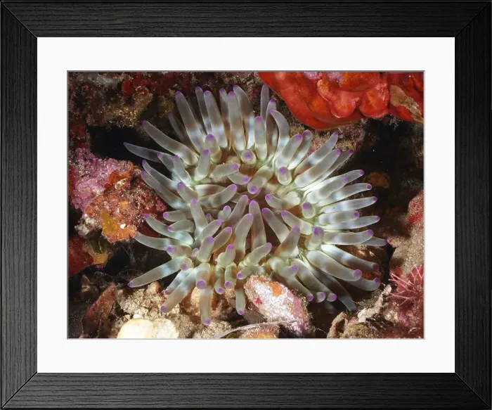 Framed Print : Sea anemone with purple tips and green tentacles Framed Print : Sea anemone with purple tips and green tentacles