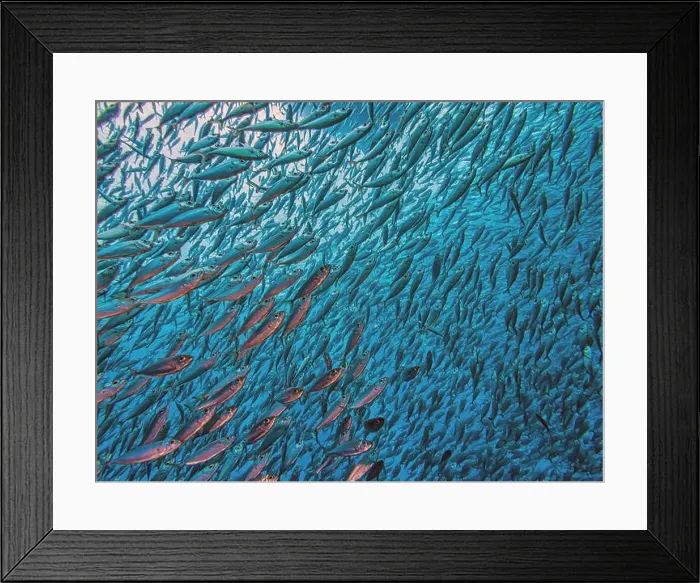 Framed Print : Caribbean coral reef off coast of Bonaire with Baitball at Bachelors Paradise Framed Print : Caribbean coral reef off coast of Bonaire with Baitball at Bachelors Paradise