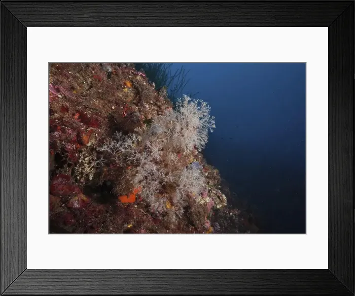 Framed Print : White-coloured coral formations Framed Print : White-coloured coral formations
