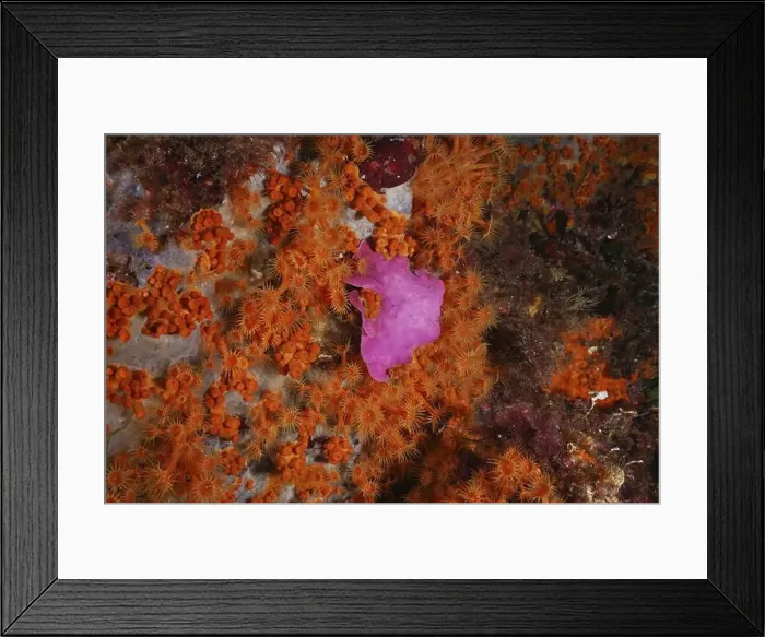 Framed Print : Spreading stonewort (Mesophyllum expansum) and Yellow cluster anemone (Parazoanthus axinellae) Framed Print : Spreading stonewort (Mesophyllum expansum) and Yellow cluster anemone (Parazoanthus axinellae)