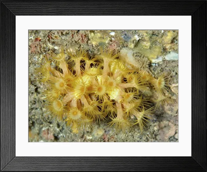 Framed Print : Yellow cluster anemone (Parazoanthus axinellae) on a seabed in the Mediterranean Sea near Hyeres Framed Print : Yellow cluster anemone (Parazoanthus axinellae) on a seabed in the Mediterranean Sea near Hyeres