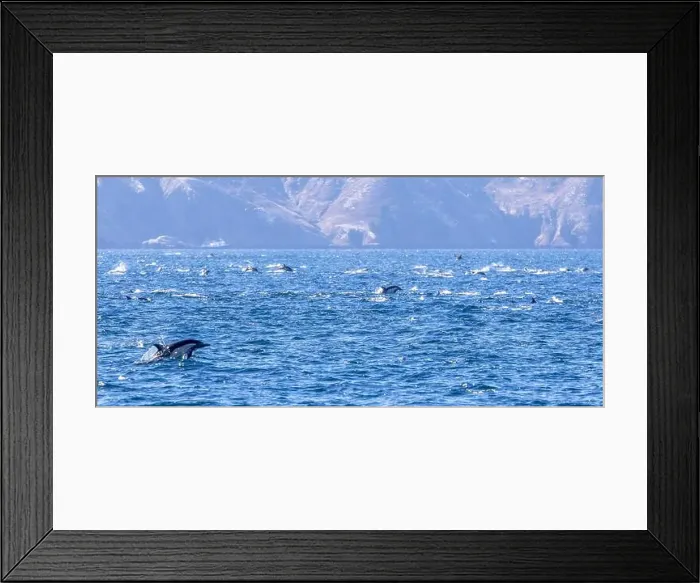 Framed Print : Playful dolphins swimming in the ocean near the Channel Islands, Oxnard, California Framed Print : Playful dolphins swimming in the ocean near the Channel Islands, Oxnard, California