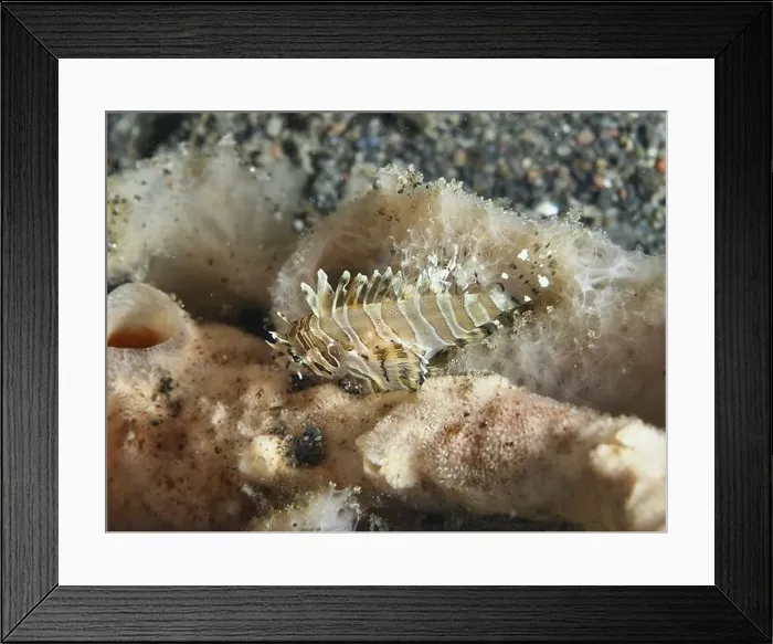 Framed Print : Tiny zebra lionfish (Dendrochirus zebra) juvenile over sandy bottom in the sea Framed Print : Tiny zebra lionfish (Dendrochirus zebra) juvenile over sandy bottom in the sea