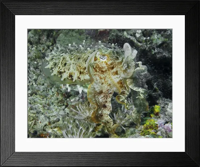 Framed Print : Octopus, broad-armed sepia (Sepia latimanus) Framed Print : Octopus, broad-armed sepia (Sepia latimanus)