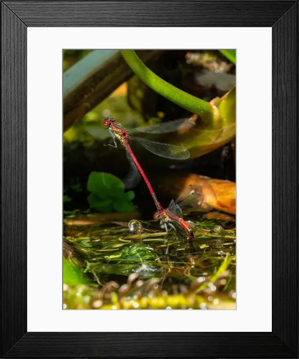 Framed Print : Large red damselflies mating Framed Print : Large red damselflies mating