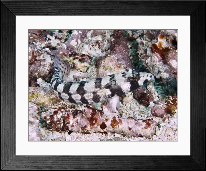 Framed Print : An eye-striped sand perch (Parapercis tetracantha) with black and white pattern on coral bottom Framed Print : An eye-striped sand perch (Parapercis tetracantha) with black and white pattern on coral bottom