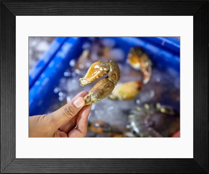 Framed Print : Close-up view of woman hand holding crab craw Framed Print : Close-up view of woman hand holding crab craw