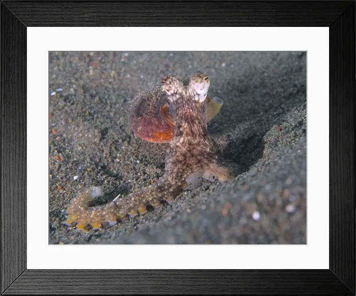 Framed Print : Marbled octopus (Amphioctopus aegina) with dark body on the seabed, dive site Puri Jati, Umeanyar, Bali, Indonesia, Asia Framed Print : Marbled octopus (Amphioctopus aegina) with dark body on the seabed, dive site Puri Jati, Umeanyar, Bali, Indonesia, Asia