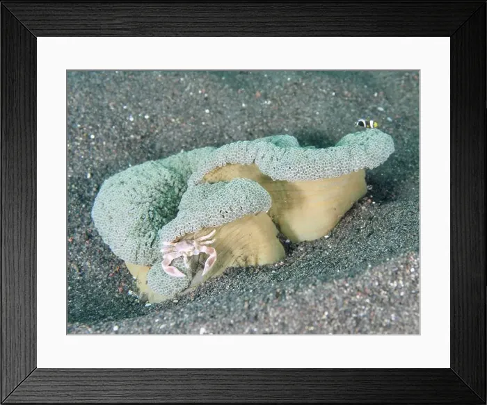 Framed Print : A porcelain crab, spotted porcelain crab (Neopetrolisthes maculatus) Framed Print : A porcelain crab, spotted porcelain crab (Neopetrolisthes maculatus)