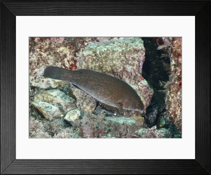 Framed Print : Brown, spotted fish, Ballan wrasse (Labrus bergylta) Framed Print : Brown, spotted fish, Ballan wrasse (Labrus bergylta)