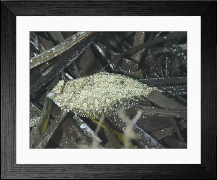 Framed Print : A flounder, eyespot dwarf turbot (Zeugopterus regius)
