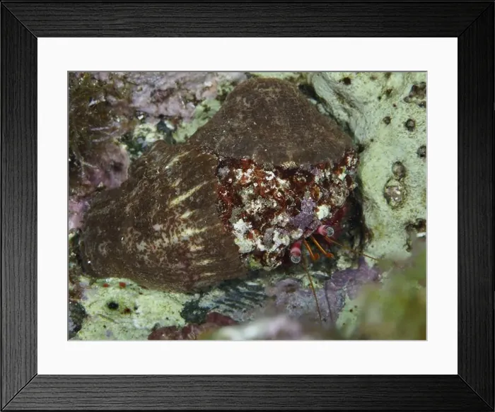 Framed Print : Red Hermit Crab (Dardanus Calidus) hiding in its shell in the Mediterranean Sea near Hyeres Framed Print : Red Hermit Crab (Dardanus Calidus) hiding in its shell in the Mediterranean Sea near Hyeres