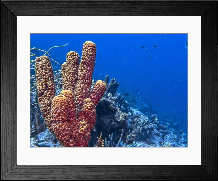 Framed Print : Caribbean coral reef off the coast of the island of Bonaire Framed Print : Caribbean coral reef off the coast of the island of Bonaire