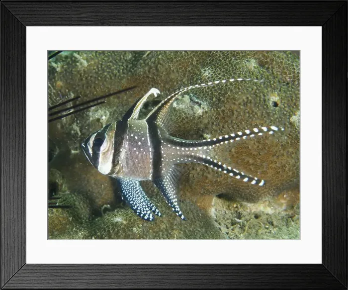 Framed Print : A cardinalfish with striking patterns Framed Print : A cardinalfish with striking patterns