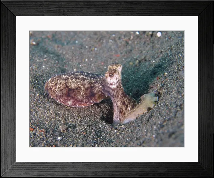 Framed Print : A marbled octopus (Amphioctopus aegina) on a sandy seabed Framed Print : A marbled octopus (Amphioctopus aegina) on a sandy seabed