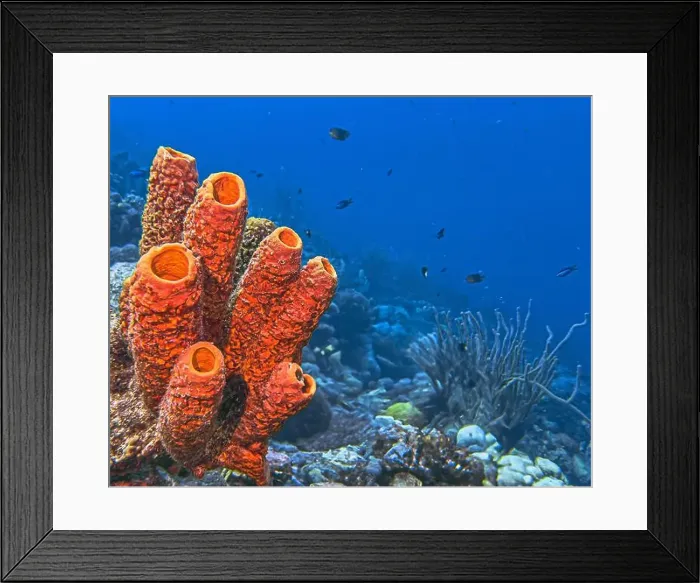 Framed Print : Caribbean coral reef off the coast of the island of Bonaire Framed Print : Caribbean coral reef off the coast of the island of Bonaire
