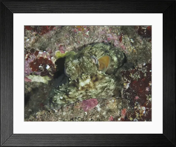 Framed Print : Octopus, Common Octopus (Octopus vulgaris) juvenile Framed Print : Octopus, Common Octopus (Octopus vulgaris) juvenile