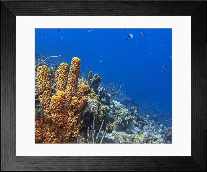Framed Print : Caribbean coral reef off the coast of the island of Bonaire Framed Print : Caribbean coral reef off the coast of the island of Bonaire