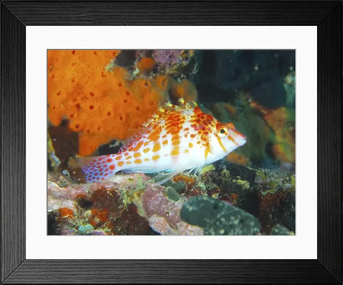 Framed Print : A brightly coloured fish, Dwarf Hawkfish (Cirrhitichthys falco) Framed Print : A brightly coloured fish, Dwarf Hawkfish (Cirrhitichthys falco)